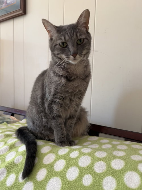 Selkie, Adult Domestic Short Hair (short coat), cat for adoption in New Brunswick, New Jersey