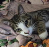 Kingsley - Photo 1