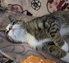 Kingsley - Photo 2