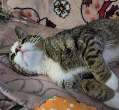KINGSLEY - Domestic Short Hair available for adoption