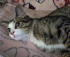 Kingsley - Photo 3