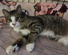Kingsley - Photo 4