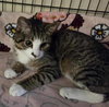 Kingsley - Photo 5