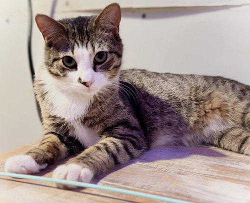KINGSLEY - Domestic Short Hair available for adoption