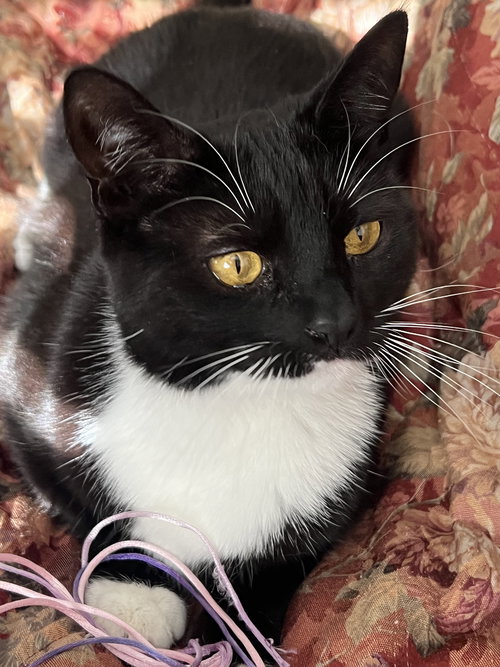 COCO ANNA - Domestic Short Hair available for adoption