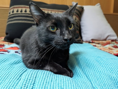 picture of the cat needing adoption