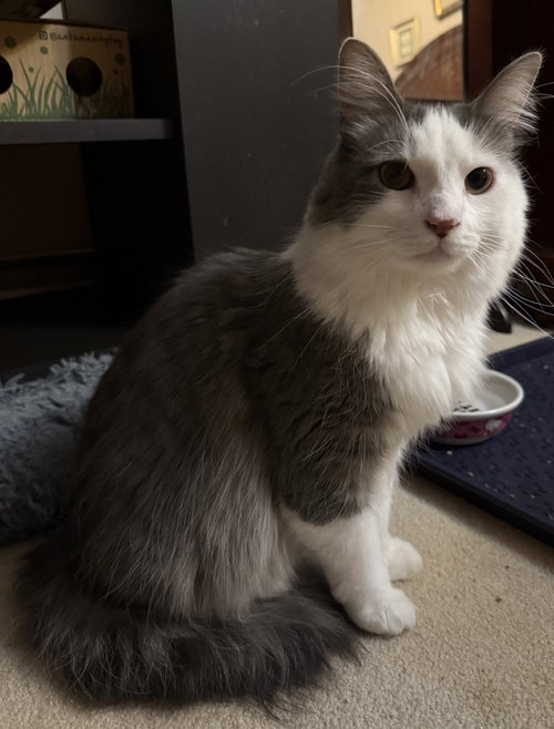 animal-image