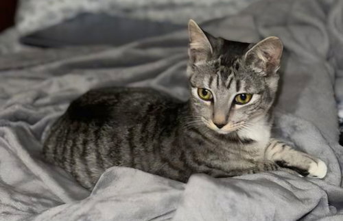animal-image