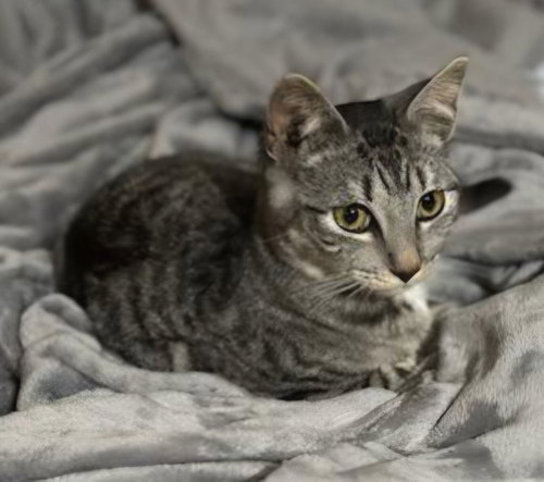 picture of the cat needing adoption