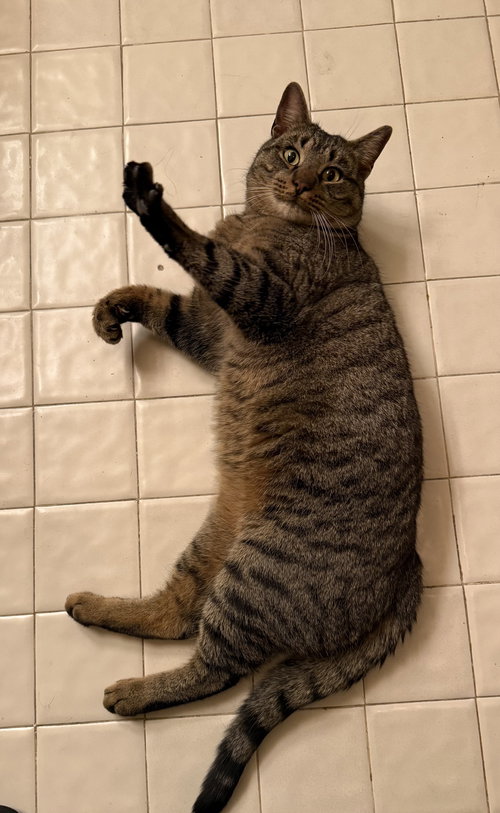 BISCUITS A - Domestic Short Hair available for adoption