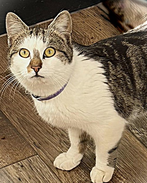 BALA - Domestic Short Hair available for adoption