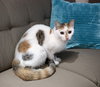 Chispy - Photo 2