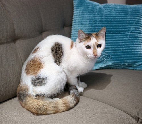 animal-image