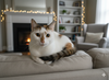 Chispy - Photo 1