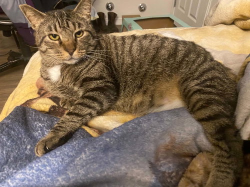 Mr Parks, Adult Domestic Short Hair (short coat), cat for adoption in New Brunswick, New Jersey