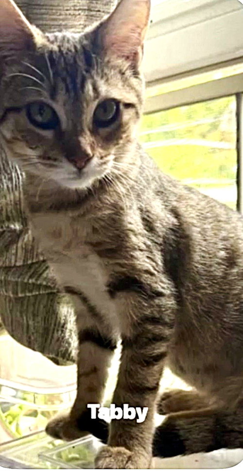animal-image