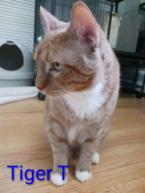 Tiger T — thumbnail 8