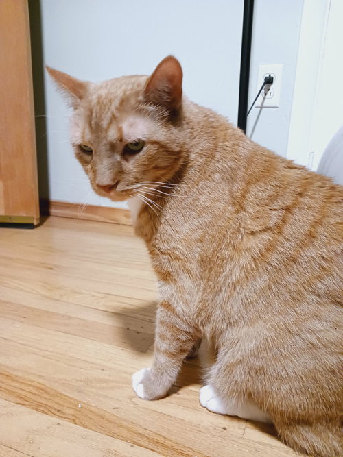 Tiger T — thumbnail 10