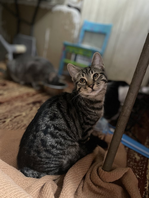 animal-image