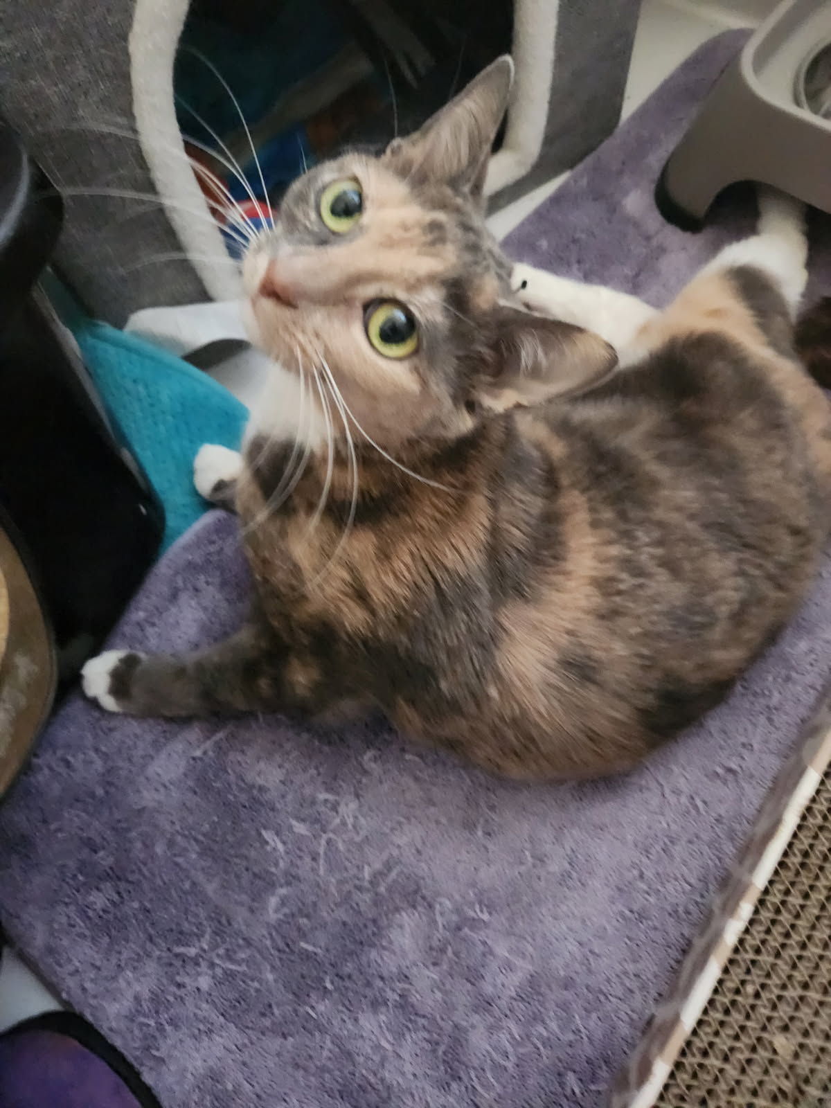 Nina