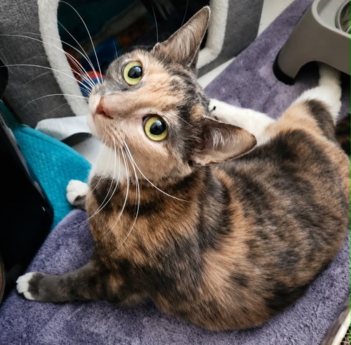 Nina, Adult Domestic Short Hair (short coat), cat for adoption in Camden, New Jersey