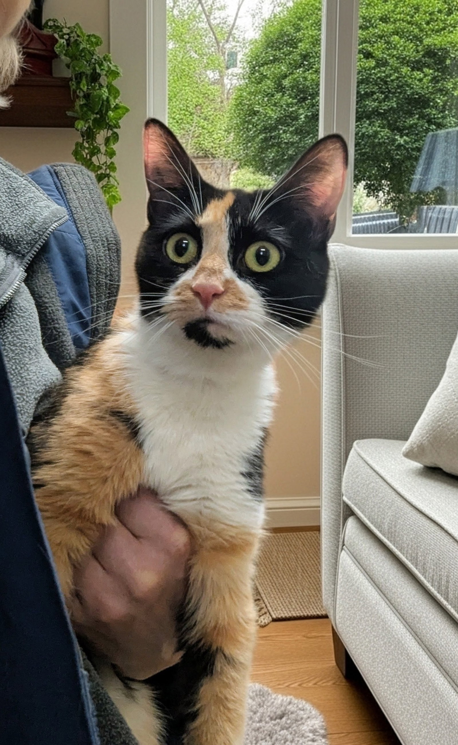 Anisette (TAS #1) Image
