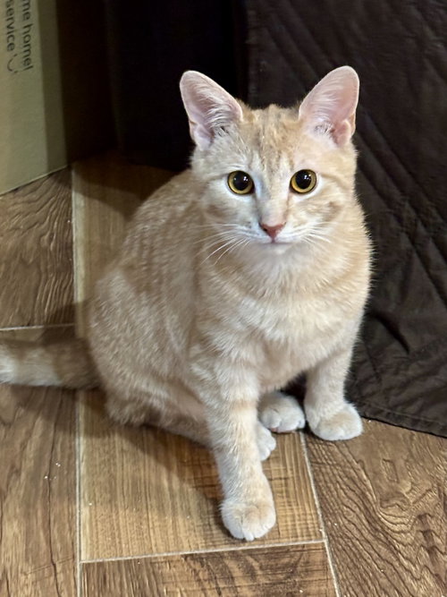 Cross word, an adoptable Domestic Short Hair in Trenton, NJ