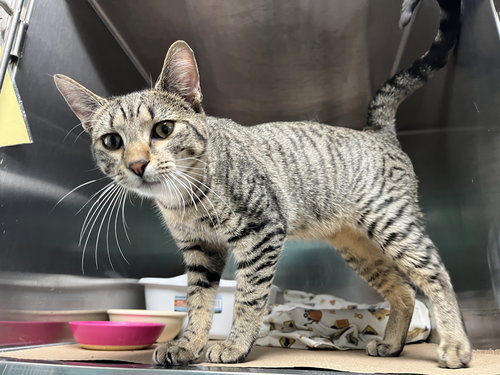 GATES (TAS #15) - Domestic Short Hair available for adoption