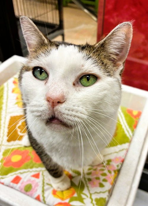 picture of the cat needing adoption