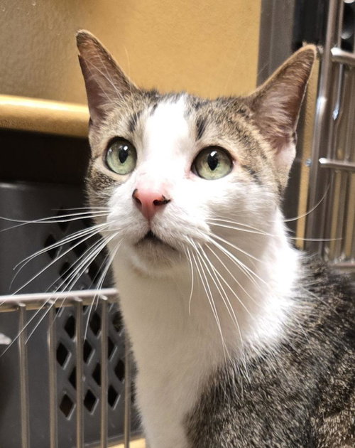 Siddhartha, Adult Domestic Short Hair (short coat), cat for adoption in New Brunswick, New Jersey