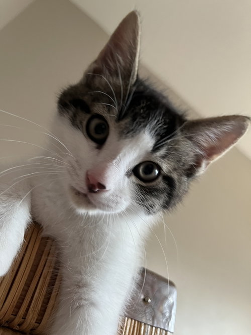 Mustang, Baby Domestic Short Hair (short coat), cat for adoption in Linden, New Jersey