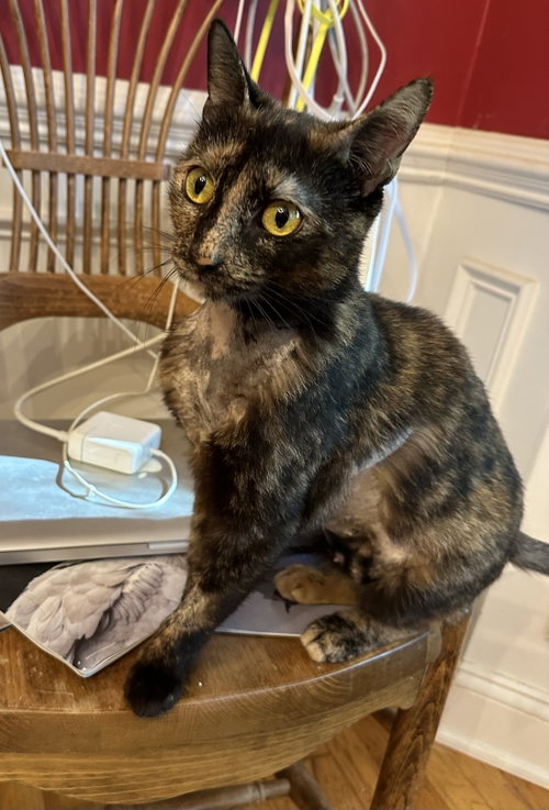Gianna, Young Domestic Short Hair (short coat), cat for adoption in New Brunswick, New Jersey
