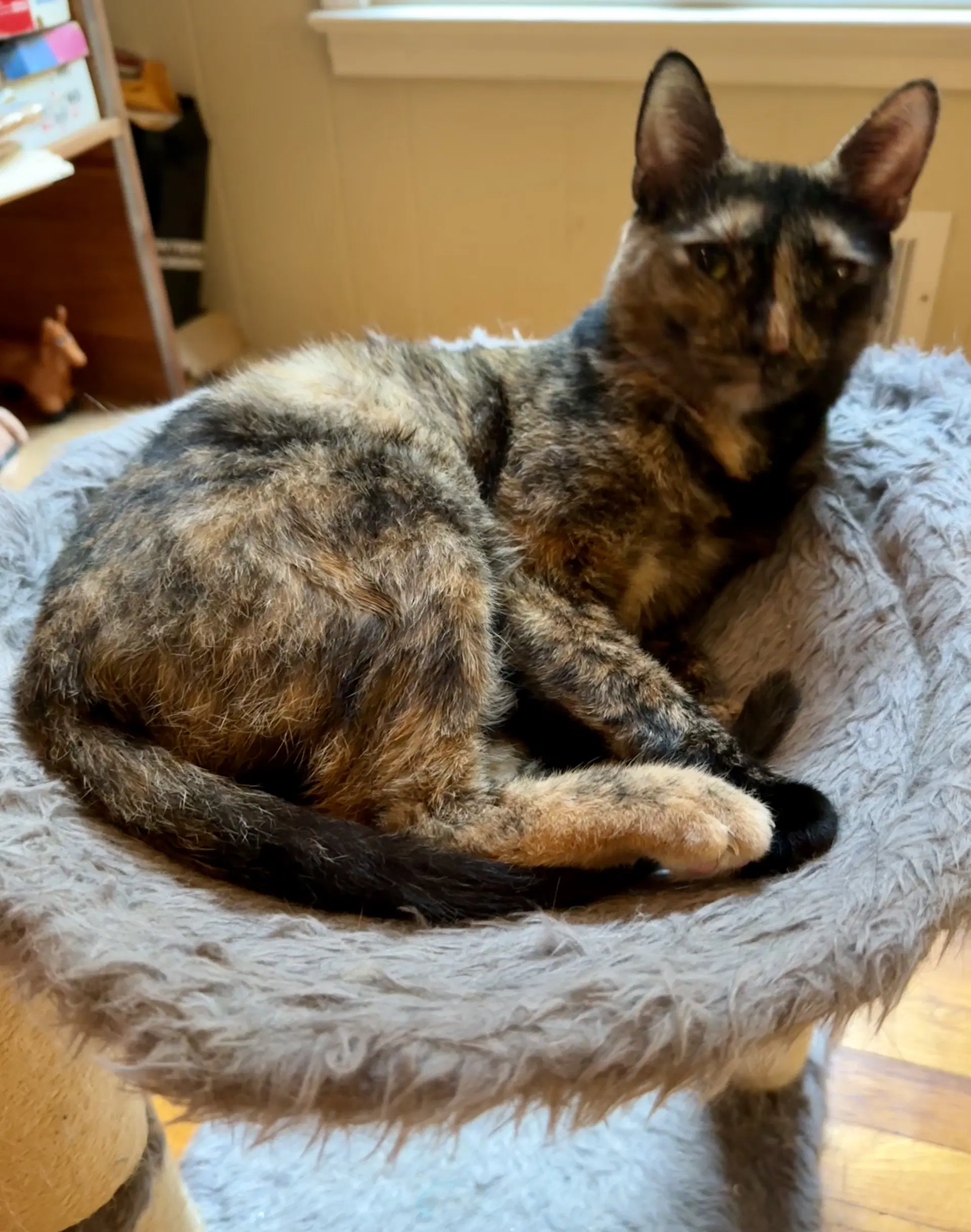 Gianna - Domestic Short Hair