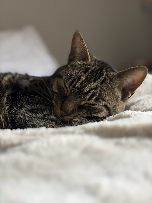 picture of the cat needing adoption