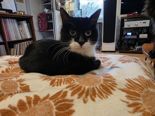 Indiana Jones, Adult Domestic Short Hair (short coat), cat for adoption in Linden, New Jersey