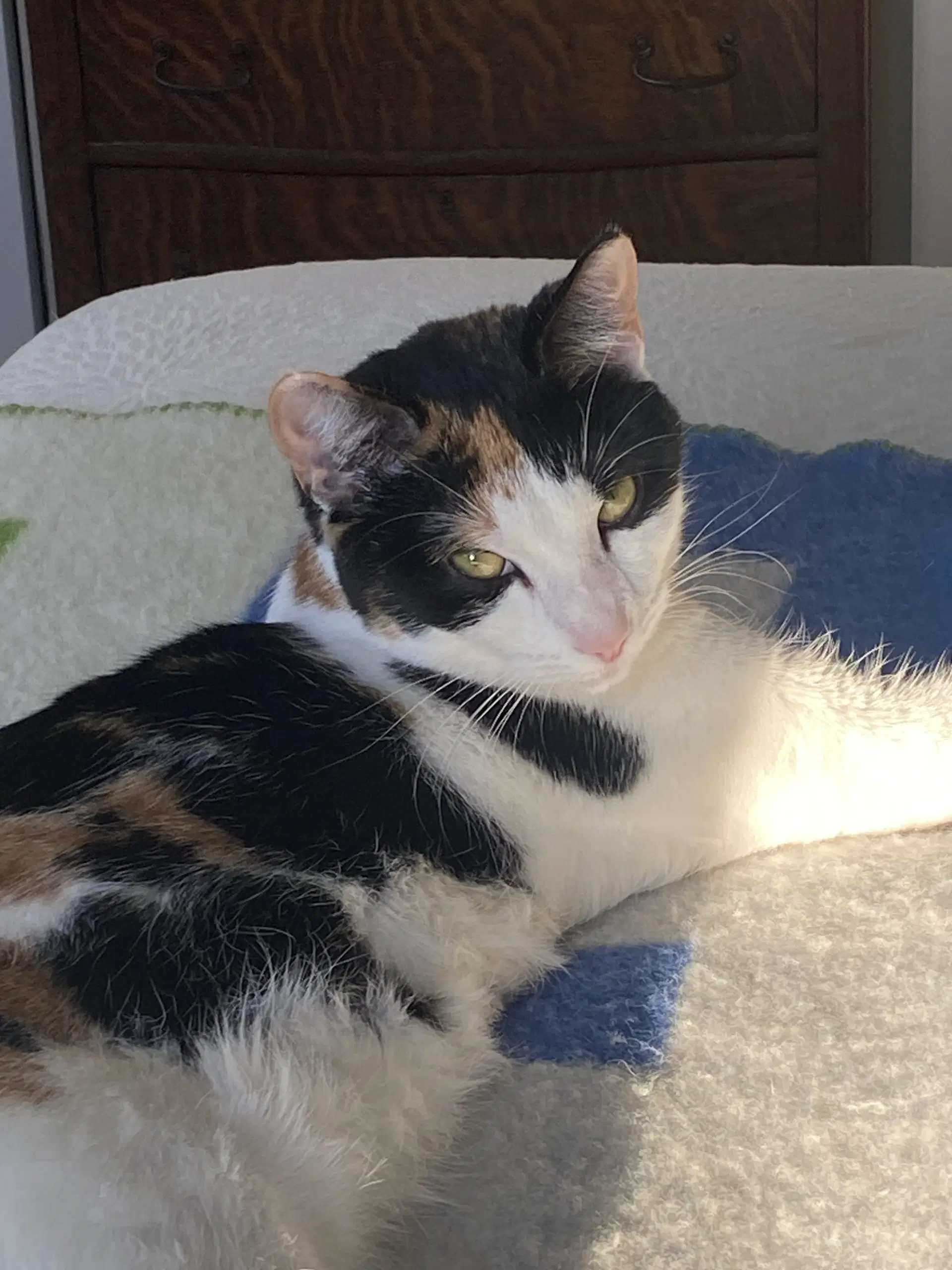 Frise - Domestic Short Hair