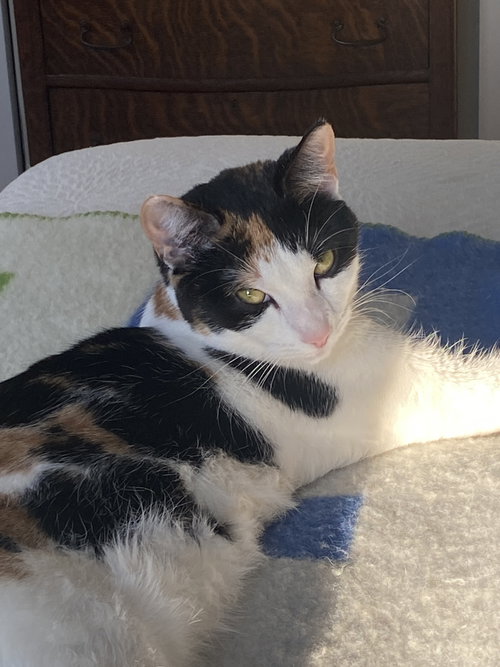 Frisée, an adoptable Domestic Short Hair in Trenton, NJ