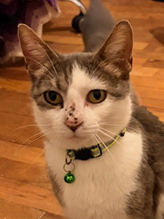 picture of the cat needing adoption