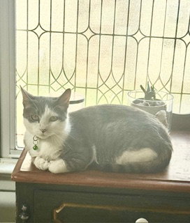Jasmine T, Adult Domestic Short Hair (short coat), cat for adoption in New Brunswick, New Jersey