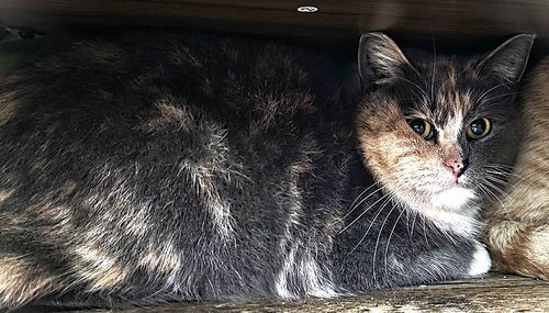 Lady Marmalade, an adoptable Domestic Short Hair in Trenton, NJ
