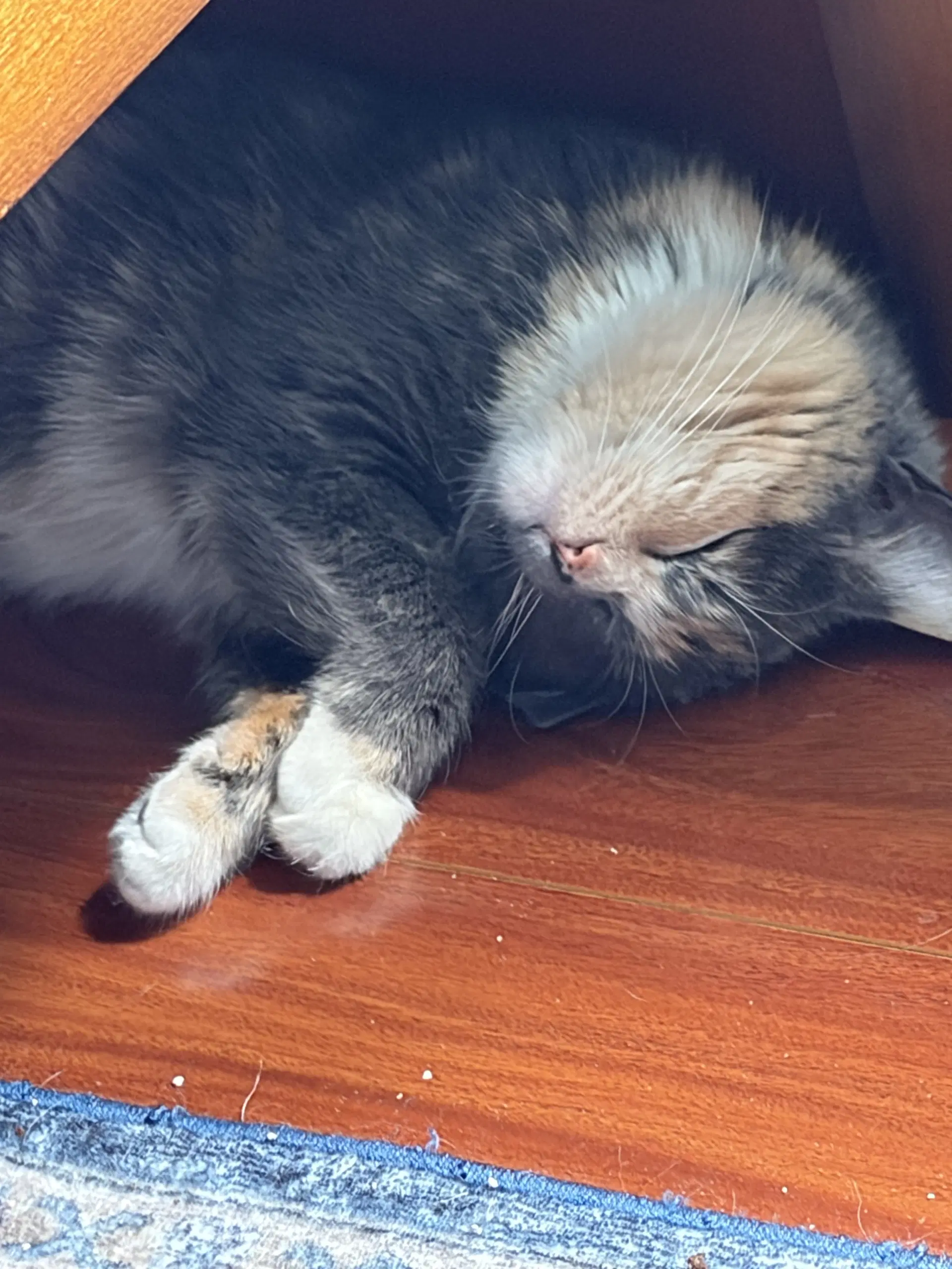 Lady Marmalade Admiral Apricott - Domestic Short Hair