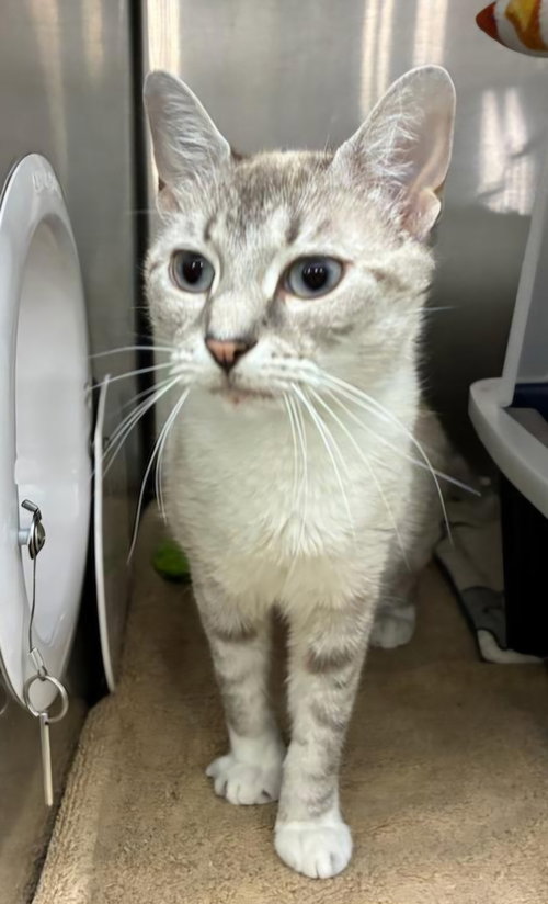 Alphaba, Adult Domestic Short Hair (short coat), cat for adoption in New Brunswick, New Jersey