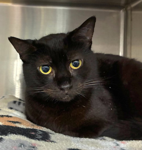 Nugget Nova, an adoptable Domestic Short Hair in Trenton, NJ