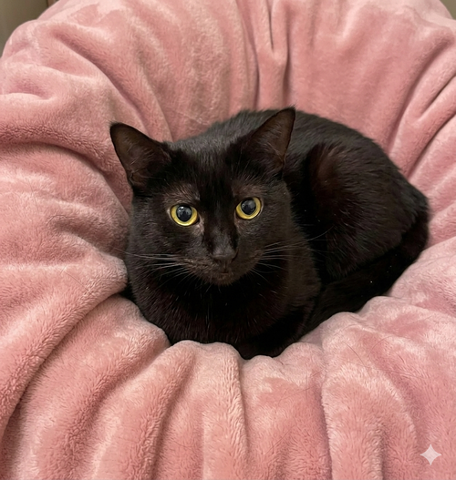Nugget Nova, Young Domestic Short Hair (short coat), cat for adoption in Linden, New Jersey