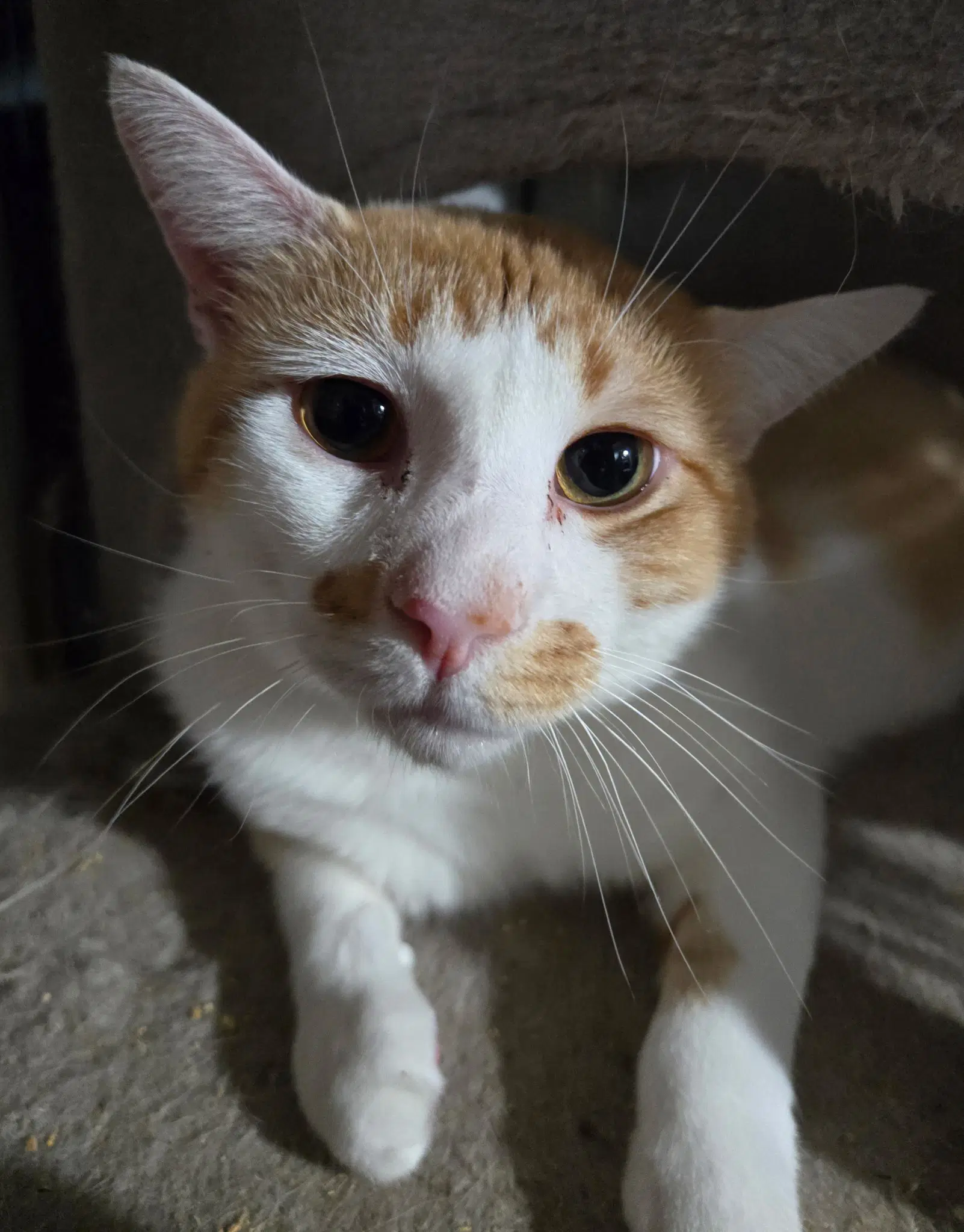 Gerald - Domestic Short Hair