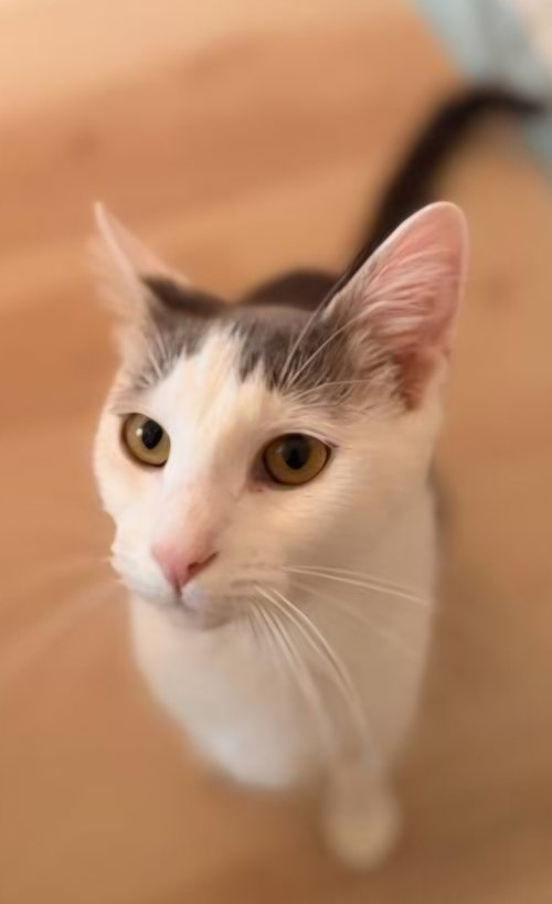 Thierry, an adoptable Domestic Short Hair in Trenton, NJ