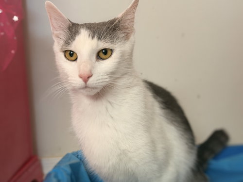 Thierry, Young Domestic Short Hair (short coat), cat for adoption in Linden, New Jersey
