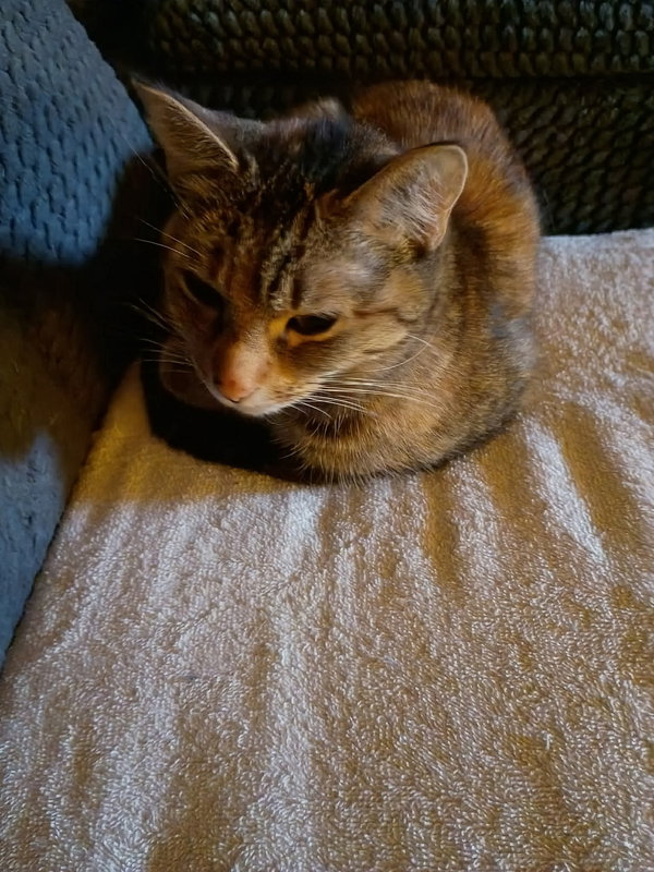 Chessie
