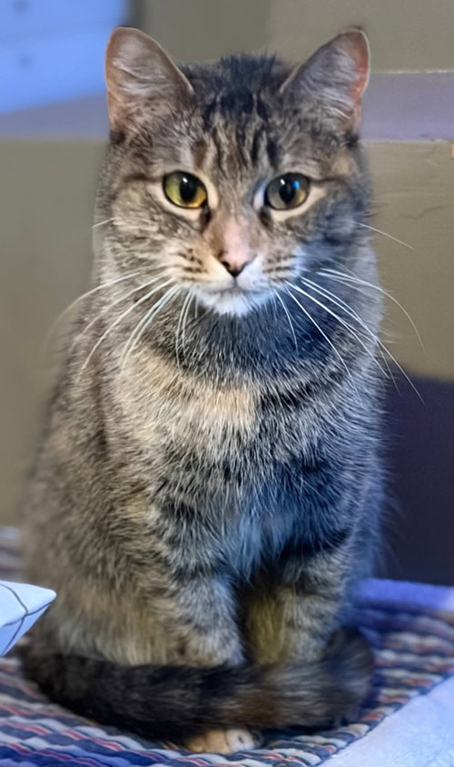 Chessie, an adoptable Domestic Short Hair in Trenton, NJ