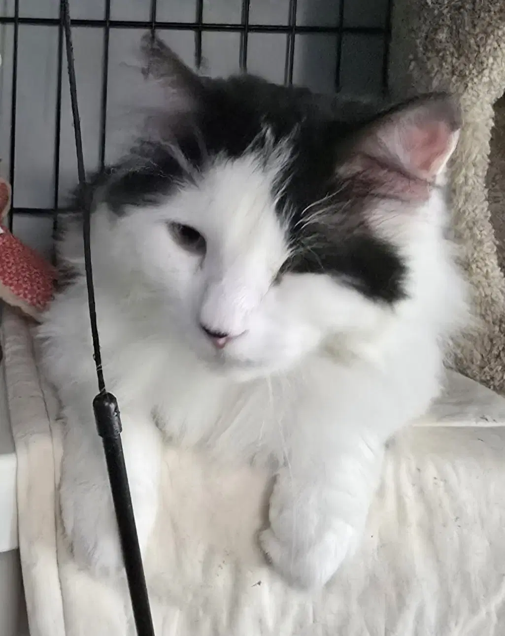 Crestkelilah - Domestic Long Hair